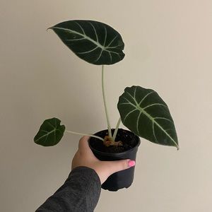 Black velvet alocasia